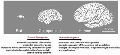 Species-Specific miRNAs in Human Brain Development and Disease